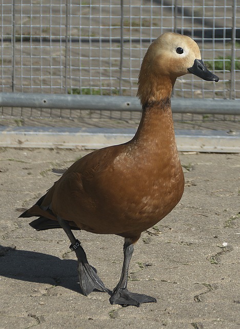 並證明自己